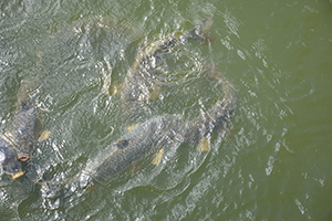 Feeding the carp outside The Archway Museum in Nebraska 
