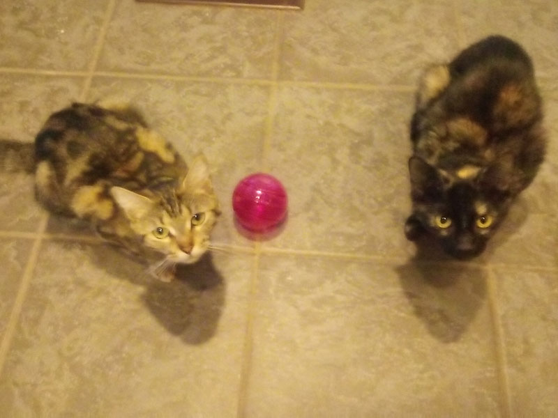 Pita and Piper, the new additions to the family.