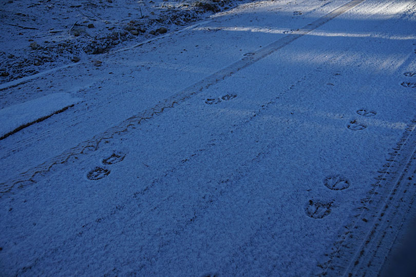 Horse hoof prints in the snow,