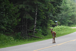 Deer looking at us while driving through Wisconsin